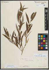 Foto von Salix alba subsp. vitellina (L.) Arcang.